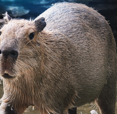 Kapibara fot. Wisła Kraków