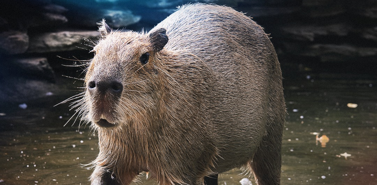 Kapibara fot. Wisła Kraków